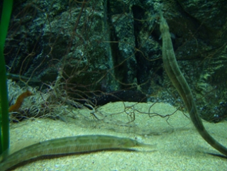  Syngnatidae 